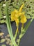 Sumpfschwertlilie, Iris, pseudacorus