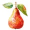 A sumptuous watercolor illustration of a ripe pear