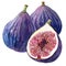 A sumptuous watercolor still life of figs, whole and halves