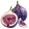 A sumptuous watercolor still life of figs, whole and halves