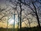 Sun appearing between the branches of the Madrid park with haze and Saharan dust in the sky at sunset, in Spain.