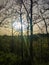 Sun appearing between the branches of the Madrid park with haze and Saharan dust in the sky at sunset, in Spain.