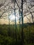 Sun appearing between the branches of the Madrid park with haze and Saharan dust in the sky at sunset, in Spain.