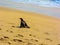 Sun Bathing Cormorant