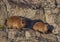 Sun bathing rock hyrax aka Procavia capensis at the Otter Trais at the Indian Ocean