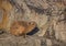 Sun bathing rock hyrax aka Procavia capensis at the Otter Trais at the Indian Ocean