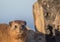 Sun bathing rock hyrax aka Procavia capensis at the Otter Trais at the Indian Ocean