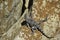 Sun-bathing Southern Rock Agama Lizard agama atra, Uvongo, South Africa