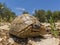 Sun bathing Tortoise from ground level