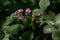 Sun beam highlighting pink blackberry plant blooms in shaded woods