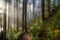 Sun Beams along Hiking Trail in Washington State Park