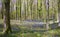 Sun beams through a clump of beech trees in Dorset illuminating a carpet of bluebells