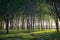 Sun beams pour through trees in forest