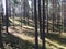 Sun beams pour through trees in summer forest