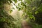 Sun beams shine through the leaves of the trees in the park illuminating the dirt road, summer landscape