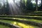 Sun beams shine through the trees at Scott Outdoor Amphitheater in Crum Woods at Swarthmore College, Pennsylvania, USA