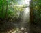 Sun beams shining through the trees on a hiking trail