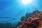 Sun beams shinning underwater on the tropical coral reef. Ecosystem and environment conservation concept. Life-giving sunlight