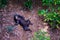 Sun bear on Borneo forest floor