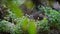 Sun Bear in forest between trees zoo. Asiatic Honey Bear in nature wildlife