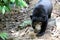 Sun bear Helarctos malayanus - Borneo Malaysia Asia