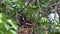 Sun Bear Helarctos malayanus Relaxing on Tree