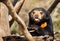 Sun Bear Tongue