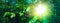 Sun beautifully illuminatin from green leaf on blurred background natural leaves plants landscape, ecology, fresh wallpaper