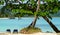 Sun beds on caribbean beach under a tree