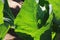 SUN BEHIND LEAVES OF CAULIFLOWER PLANT