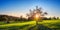 Sun behind a tree on an idyllic green meadow