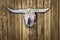 Sun bleached cow skull on old wood barn siding background