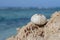 Sun-bleached skeleton of a sea urchin on rocks.