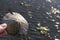 Sun Bleached White Sand Dollar Shell Close Up