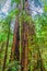 Sun Breaking Through Redwood Canopy