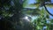 Sun breaks through palm leaves in tropical Hawaii island in Pacific ocean 4K Footage