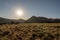 Sun Burst Over Field of Grass and Geological Features