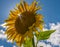 Sun burst through a sunflower petal on a perfect late summer day