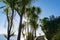 Sun burst through tall spindly cabbage trees