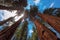 The sun bursting through giant redwood trees along the Congress Trail in Sequoia National Park.