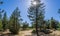 Sun in California Evergreeen Trees