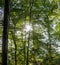 Sun casting light through the trees - Saint Germain Forest, France.