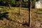 Sun casting a shadow of a tree on the soil inside a tree garden