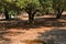 Sun casting shadows through Olive Trees