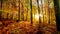 The sun casts gold rays into the golden autumn forest, time lapse