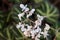 Sun-changing Begonia White Flowers