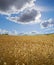 Sun clearing clouds on a wheat farm with copyspace. Sun rays shining on barley growing on rural organic farmland. Rye