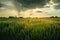 The sun is coming out from behind a cloud above the grain field