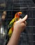Sun Conjure parrot macaw in a cage ,eating seeds from the hand