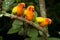 Sun Conure